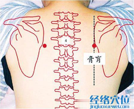 膏肓穴位位置图