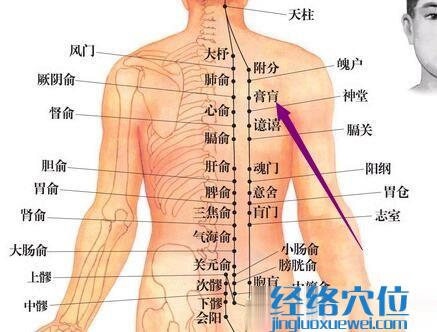 膏肓穴的准确位置图