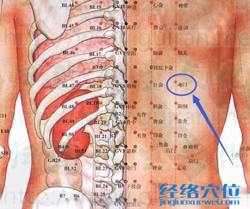 魂门穴的解剖图