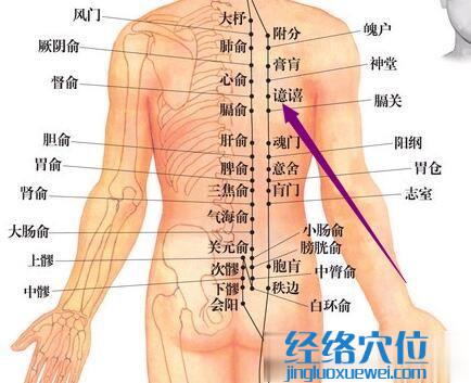 本穴物质为督脉外传的阳热之气,而督脉的阳热之气由五脏六腑的精微