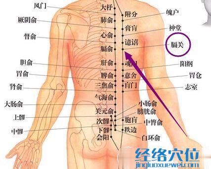 足太阳膀胱经膈关穴