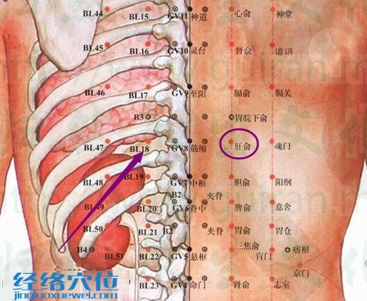 肝俞穴解剖分析图