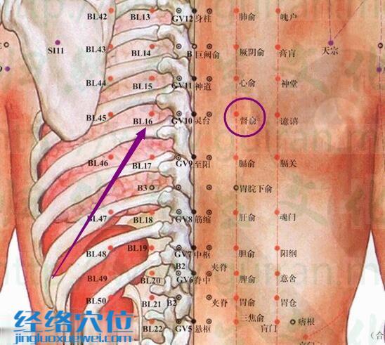 督俞穴解剖分析图