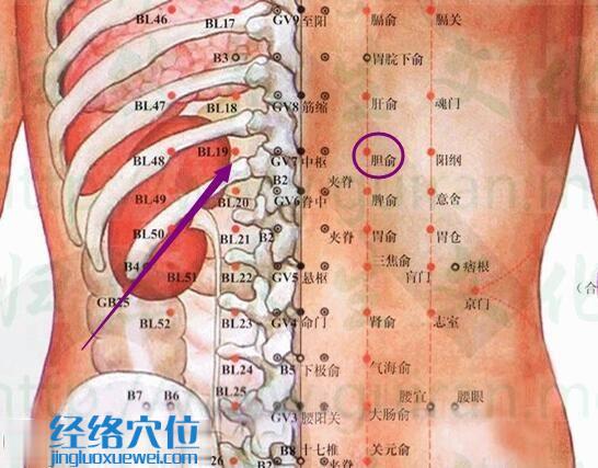 胆俞穴位位置图