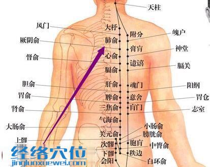 肺俞穴的准确位置图