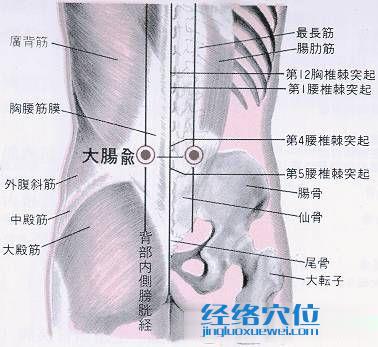 大肠俞穴的位置及解剖图解