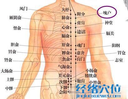 魄户穴位图