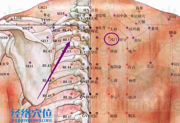 风门穴解剖分析图