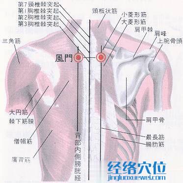 风门穴解剖分析图