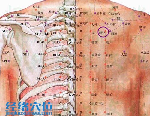 附分穴的位置解剖图