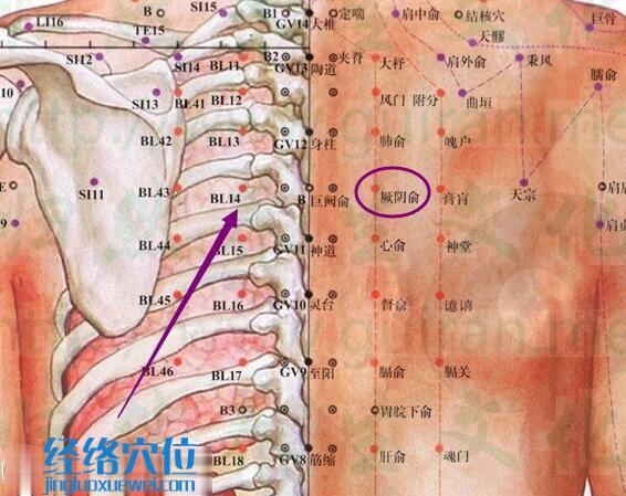 厥阴俞穴解剖分析图