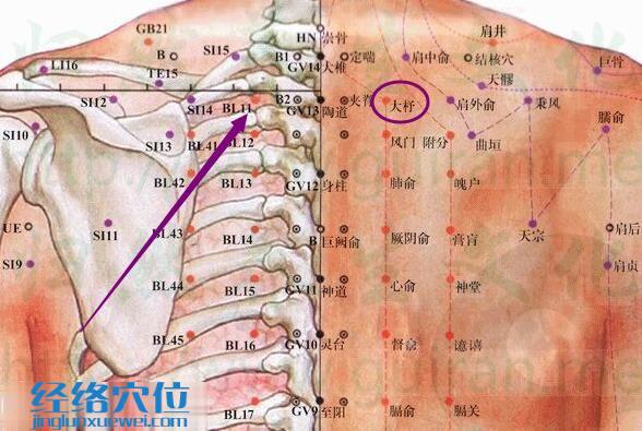 大杼穴解剖分析图