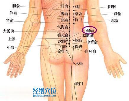 小肠俞穴位位置图