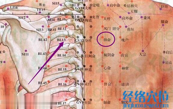 肺俞穴的解剖分析图