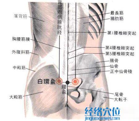 白环俞穴的位置及解剖图