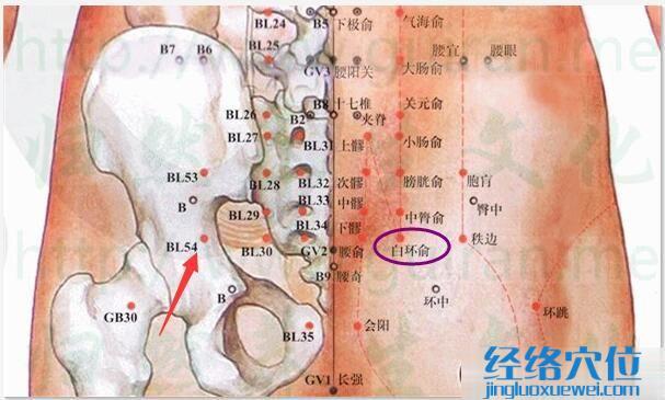 白环俞穴的准确位置图