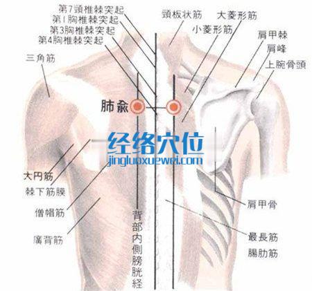 肺俞穴解剖图