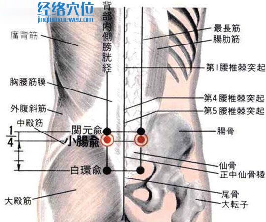 小肠俞穴的位置图及解剖分析图