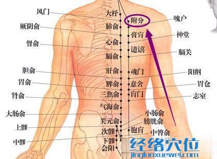 附分穴