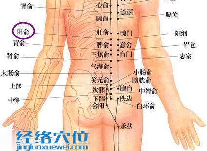 胆俞穴的位置