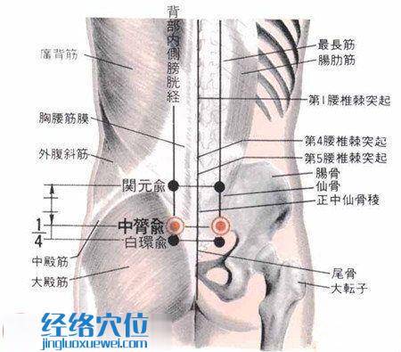 中膂俞穴的位置及解剖结构图