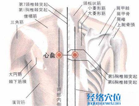 心俞穴的解剖分析图