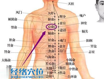 心俞穴位位置图