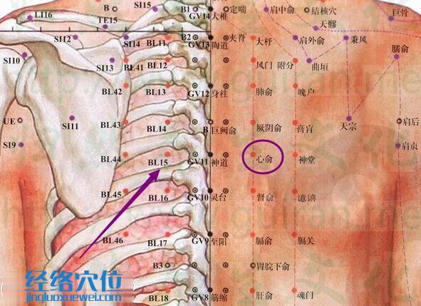 心俞穴的解剖分析图
