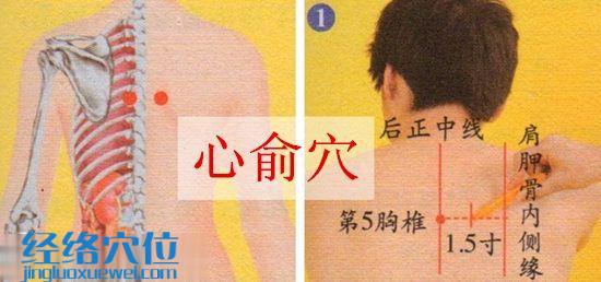 心俞穴位位置图