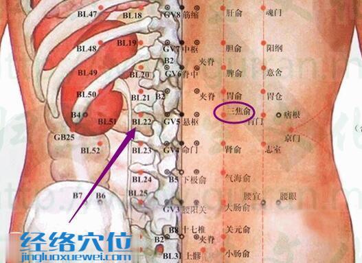 三焦俞穴的解剖分析图