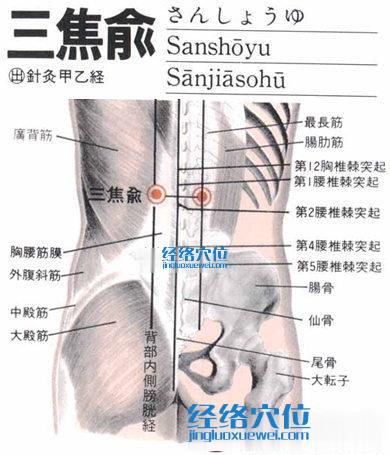 三焦俞穴的解剖分析图