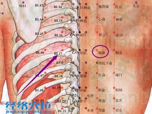 膈俞穴的解剖分析图