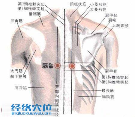 膈俞穴的解剖分析图