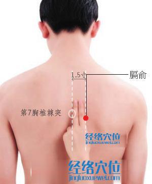 膈俞穴位位置图