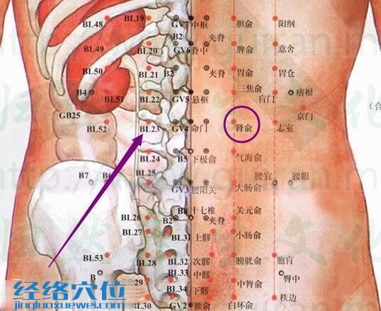 肾俞穴的位置及解剖分析图（高清）