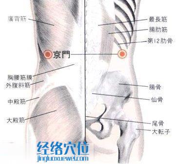 京门穴的位置解剖分析图