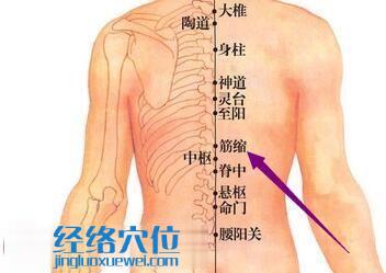 筋缩穴位图