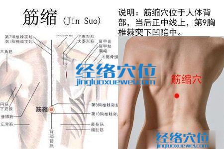 筋缩穴的位置解剖分析图