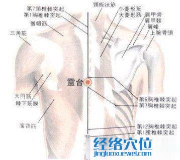 灵台穴的位置解剖分析图