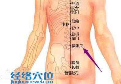 腰阳关穴位图