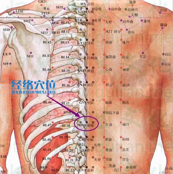 筋缩穴的准确位置图