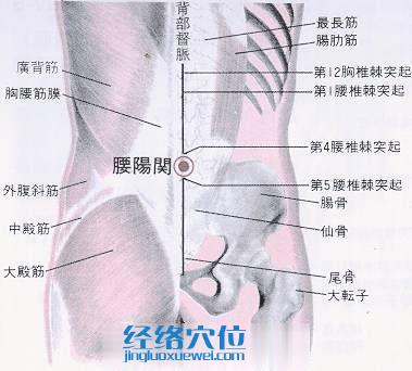 腰阳关穴的位置解剖分析图