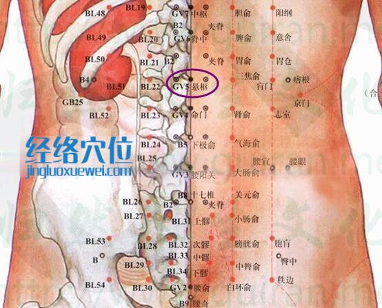 悬枢穴的准确位置图