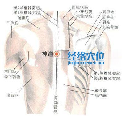 神道穴的位置解剖分析图