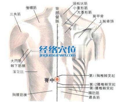 脊中穴的位置解剖分析图