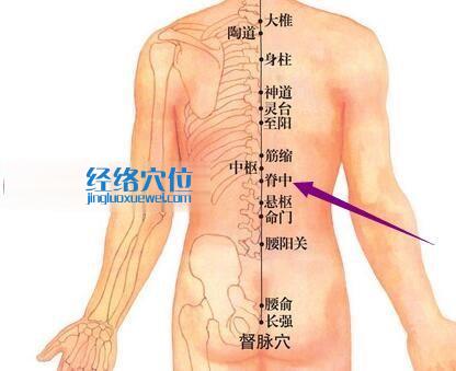 脊中穴的位置图