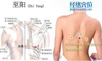 至阳穴的位置图