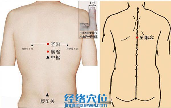 至阳穴的准确位置图