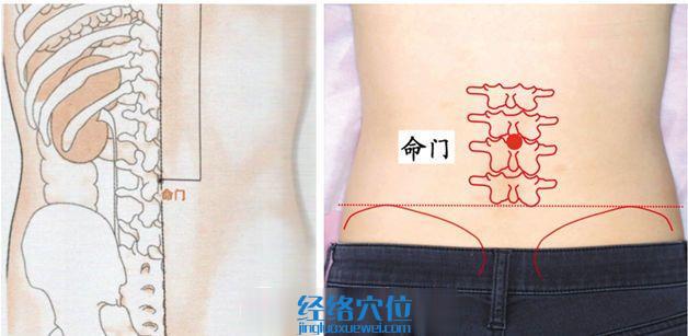 命门穴的准确位置图