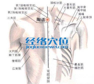 陶道穴的位置解剖分析图